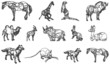 animal