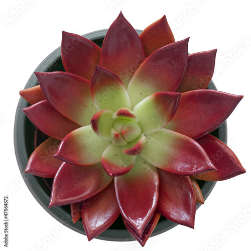 Photo: Succulent in pot Succulent in pot
