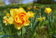 Yellow narcissus flower closeup shot with shallow depth of field