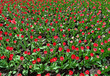 Many red tulips on flower bed, top view