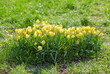 Many small yellow tulips on flower bed