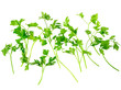 Fresh parsley on white background. Isolated