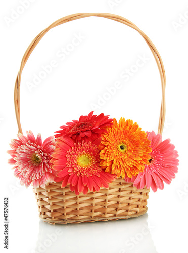Photo: beautiful gerbera flowers in basket isolated on white beautiful gerbera flowers in basket isolated on white