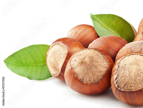 Photo: filberts filberts