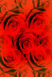 Photo: Sfondo di rose rosse e glitter Sfondo di rose rosse e glitter