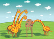 Giraffes Eating Dinner