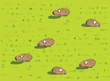 Hedgehogs Pattern