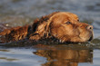 golden retriever in water