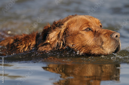 Photo: golden retriever in water golden retriever in water