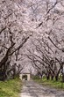 桜のアーチ
