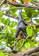Flying fox