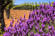 Flowers and Vineyards in Sonoma