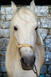 white horse