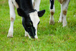 herd of cows on the pasture