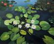 Water Lilies