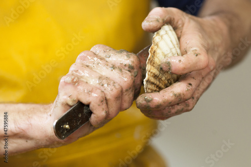 Photo: hands of fisherman preparing a scallop hands of fisherman preparing a scallop
