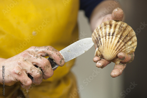 Photo: fisherman hands opening a scallop fisherman hands opening a scallop
