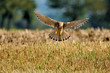 Turmfalke über Stoppelfeld