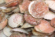 fresh scallops at the fish monger