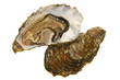 Fresh Oyster