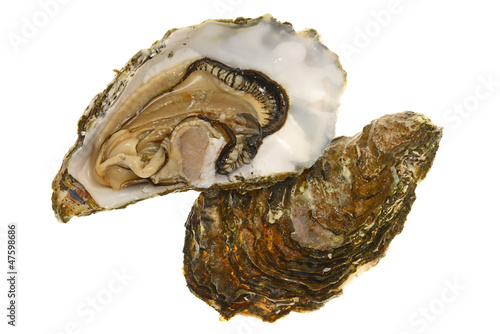Photo: Fresh Oyster Fresh Oyster