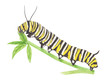butterfly carterpillar