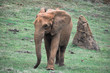 Foto: Baby african elephant Baby african elephant