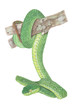 Green-Pit-Viper Snake