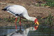 Photo: Yellow-billed Storck Yellow-billed Storck