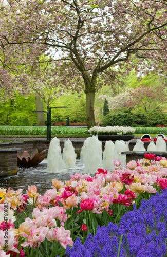 Photo: blooming spring blooming spring