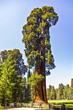 tall and big sequoias in beautiful sequoia national park