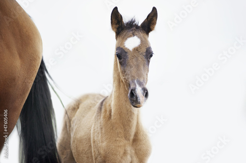 Photo: foal near his mother foal near his mother