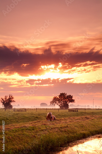 Photo: horse on Dutch pasture at sunrise horse on Dutch pasture at sunrise
