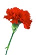 red carnation