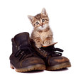 Kitten and boots