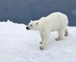Polar bear in natural environment