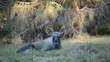 Elch, European elk, Alces alces