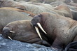Walrus rookery