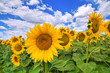 Sunflower field.