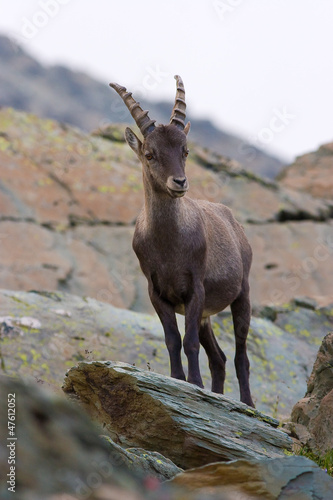 Photo: Giovane maschio di stambecco su roccia Giovane maschio di stambecco su roccia