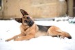 German shepherds