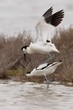 Avocette in riproduzione