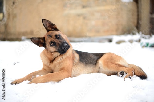 Photo: German shepherds German shepherds