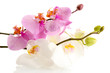 beautiful orchids, isolated on white