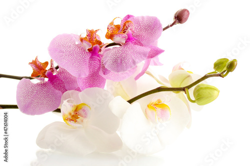 Photo: beautiful orchids, isolated on white beautiful orchids, isolated on white