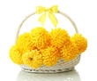 bright yellow chrysanthemums in basket, isolated on white