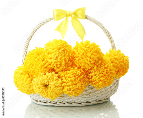 Photo: bright yellow chrysanthemums in basket, isolated on white bright yellow chrysanthemums in basket, isolated on white