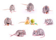Set of rats isolated on white