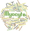 Word cloud for Myocyte