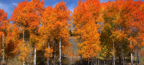 Photo: Bright colored autumn trees at its peak Bright colored autumn trees at its peak